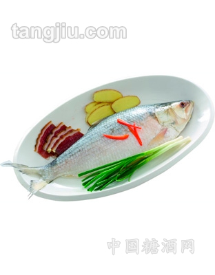 美極鰣魚(yú)