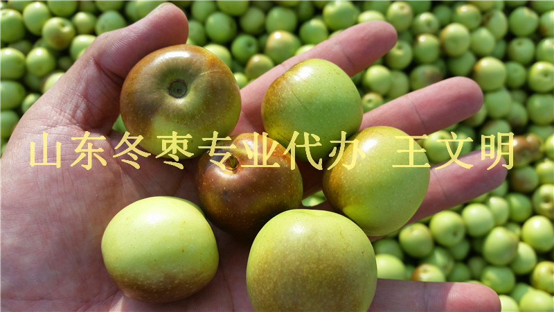 山東脆冬棗產(chǎn)地聯(lián)系地址