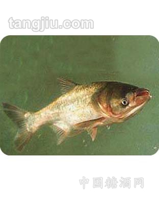 鰱魚