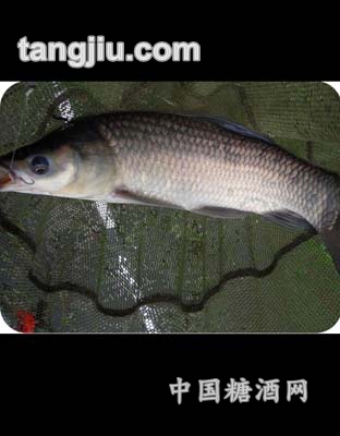 青魚(yú)