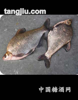 鳊魚(yú)