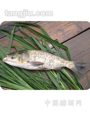 鳙魚(yú)