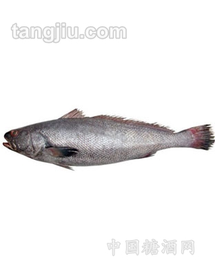 野生鮸魚(yú)