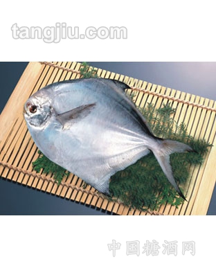 鯧魚(yú)