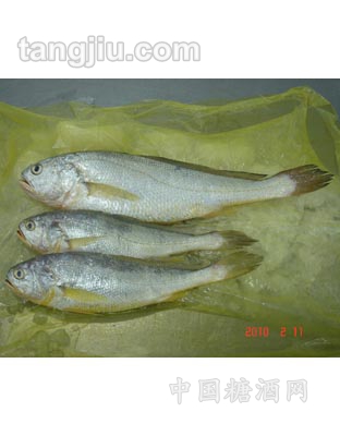 大黃魚(yú)