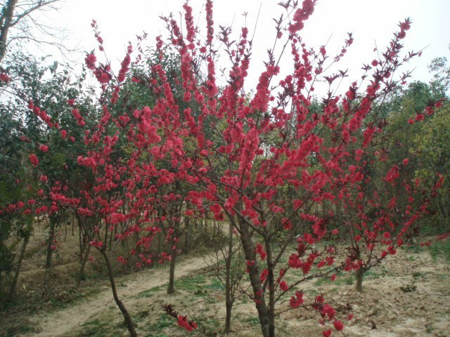 安徽紅葉碧桃，紅梅，紅葉石楠球