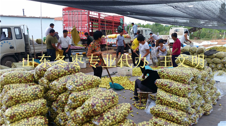 山東鮮大棗產(chǎn)地代辦