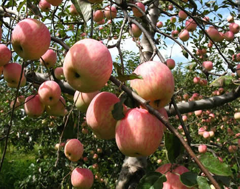 陜西紅富士蘋果價(jià)格蘋果基地