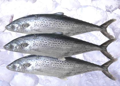 專業(yè)供應(yīng)雪魚片無(wú)頭魷魚魷魚片