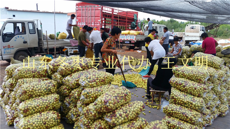 早熟冬棗基地批發經紀人