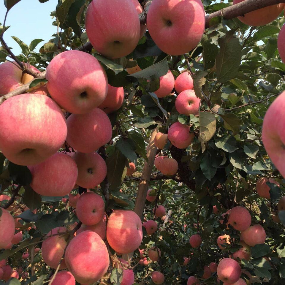 供應山東蘋果紅富士蘋果價格