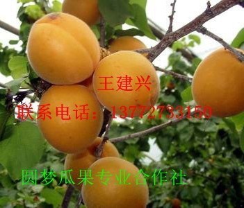 陜西金太陽杏 水晶李子 沙紅桃 油蟠桃 產(chǎn)地