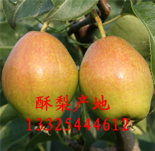 供應(yīng)陜西紅香酥梨批發(fā)紅香酥梨產(chǎn)地價(jià)格